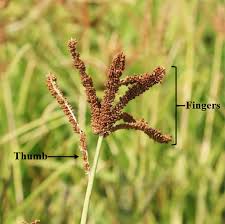 Image result for Eleusine kigeziensis