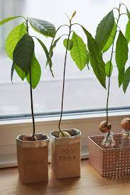 Avocado in einer vase züchten. Avocado Ziehen Leicht Gemacht So Gelingt Es Zu 99