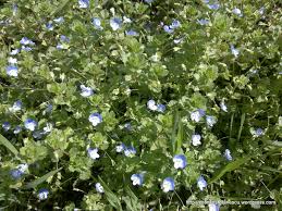 Covor de trei frati patati. Floricele De Camp Albastre Cosmin Stefanescu