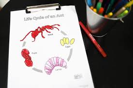 The process is called metamorphosis and is shown in our great colouring page. Insect Life Cycle Coloring Pages Busy Little Izzy