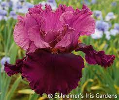 Rougissant 28 Iris Flowers Iris Garden Bearded Iris