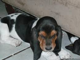 Check spelling or type a new query. Beautiful Basset Hound Puppes Price 100 00 For Sale In Sterlington Louisiana Best Pets Online