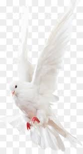 الحمام و اليمام تحميل مجاني الحمام و اليمام طائر الصلاة قصاصة فنية حمامة بيضاء شفافة In 2020 New Background Images Light Background Images Love Background Images
