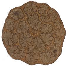 Image result for Motandra lujaei