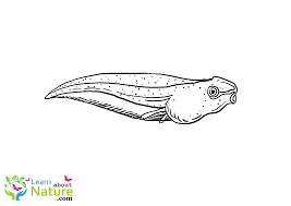 Select from 35919 printable crafts of cartoons, nature, animals, bible and many more. Tadpole Coloring Page Learn About Nature