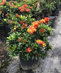 Image result for Ixora praetermissa