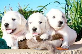 Contact if you are ready to offer a home to a puppy, they will make amazing companions Akc White English Creme Golden Retriever Puppies Minnesota Mn English Golden
