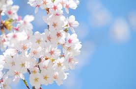 「桜」の画像検索結果