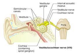 Cranial Nerves Toosogie Medical Images Cranial Nerves Vi Ix Cranial Nerves Vestibular Neuritis Nerve
