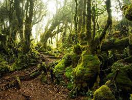 You can self explore this place but go in a group. Mossy Forest Local Tour Daytrips Sightseeing Packages Easybook My
