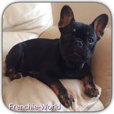 Here is the list of colors accepted by the akc black and tan french bulldogs have black colored furs with gorgeous tan markings on. 7 Blue And Tan French Bulldog Ideas French Bulldog Bulldog Puppies