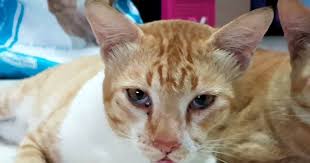 Anak kucing yang sangat buruk ~ noesuhaimi via alyadina.blogspot.com. Kenapa Mata Kucing Tiba Tiba Ada Kelopak Putih Antara Mata Eintan Nurfuzie Lifestyle Beauty Travel Tips Rawatan Kucing Review