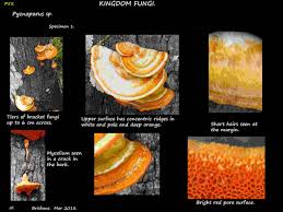 Image result for Pycnospora