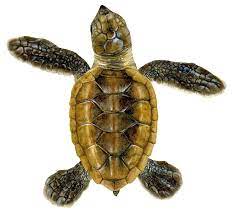 Hawksbill sea turtles are found mainly in the tropical regions of the atlantic and pacific oceans. Hawksbill Upwell