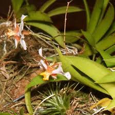 Image result for Teramnus uncinatus