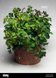 Image result for Rhoicissus rhomboidea