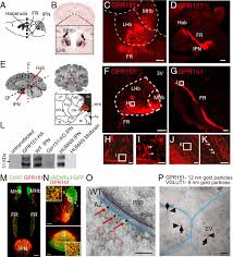Maybe you would like to learn more about one of these? The Habenular G Protein Coupled Receptor 151 Regulates Synaptic Plasticity And Nicotine Intake Pnas
