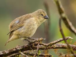 Image result for Hermannia parvula