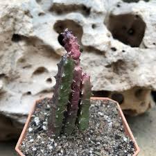 Image result for Huernia hislopii