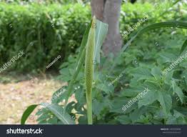 Image result for Cenchrus americanus