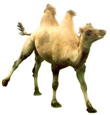 It makes me feel so safe. Camel Cut Out By Stockphoties On Deviantart