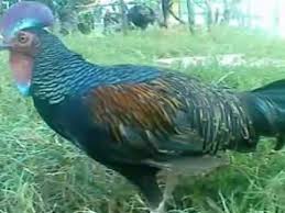 600.000 bahkan bisa lebih untuk harga ayam hutan cantik kami sadur dari berbagai situs jual beli online ayam hutan yang ada di pasaran. 100 Gambar Ayam Hutan Hijau Kekinian Gambar Pixabay