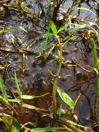 Image result for Bergia