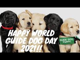 We did not find results for: Happy World Guide Dog Day 2021 International Guide Dog Day 2021 Celebration Youtube