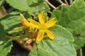 Image result for Triumfetta tomentosa