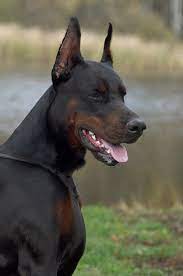 Pin By David Baune On Doberman Doberman Pinscher Dog Doberman Dogs Doberman Pinscher
