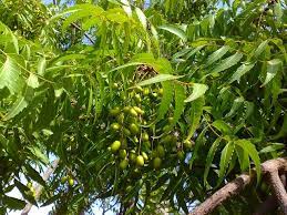 Fruits of neem are somewhat similar to mango fruit but smaller in size. What Are The Unique Health Benefits Of A Neem Tree Dogon Yaro Scholars Ark