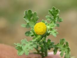 Image result for Grangea maderaspatana