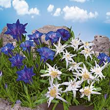 Set Preis 3 X Gebirgs Enzian Und 3 X Edelweiss Enzian Alpenrose Stauden