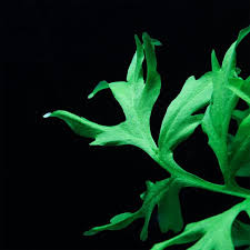 Image result for Ceratopteris