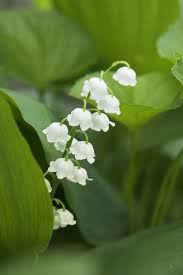 Roses are always a popular choice to send, but when they are also the birthday flowers for loved ones in may it really is a great choice for a gift. May Lily Of The Valley House By The Side Of The Road