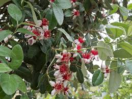 Image result for Feijoa sellowiana