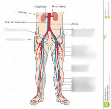 Superficial and deep anterior muscles of upper body Vessels Of The Lower Body Diagram Quizlet