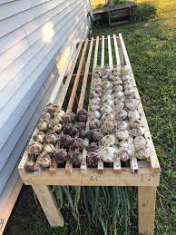 How To Grow Onions From Seed Or Sets To Harvest Homestead And Chill In 2021 Vegetable Garden Design Growing Food Vegetable Garden