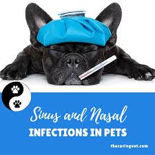 Sinus And Nasal Infections In Pets