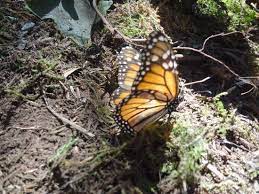 La Reserva De La Biosfera Mariposa Monarca Michoacan 2020 All You Need To Know Before You Go With Photos Trip Trip Advisor Tour Tickets State Of Mexico
