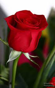 Velvet Rose Beautiful Red Roses Beautiful Rose Flowers Rose Buds