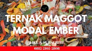 By greyson schimmel 22 mar, 2021 post a comment older posts. Ternak Maggot Bsf Tanpa Bau Paling Simple Pakai Ember Black Soldier Fly Bau Ember