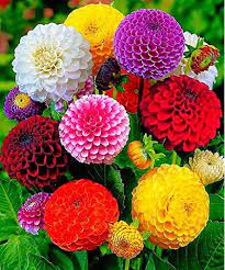 Pin On Roses Orchids Dahlias Blooms