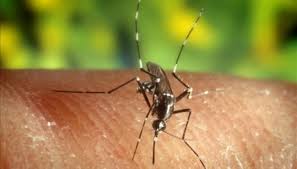 Most people infected with the virus have mild or no symptoms. Suspeita De Virus Do Nilo Em Faro Obriga A Combater Larvas De Mosquitos Ambiente Magazine
