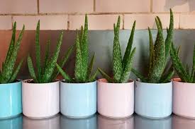 Aloe vera bitkisi yumurta kabukları muz kabukları toprak. Aloe Vera Bitkisi Nedir Bakilir Com Nasil Bakilir
