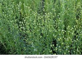 Image result for Linaceae
