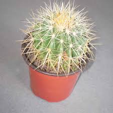 Ahorra con nuestra opción de envío gratis. Planta De Cactus Nombres Bonsai Cactus Suculentas Planta Buy Cactus Suculentas Bonsai Cactus Product On Alibaba Com