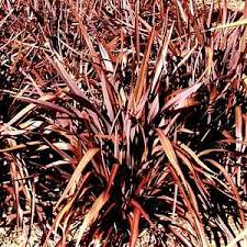 Image result for Phormium