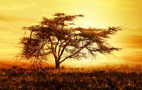 Our daily guide shows which countries observe public holidays over each day of the festival in 2021. Kenya Declares Friday May 14 A Public Holiday To Mark Idd Ul Fitr Public Holidays News