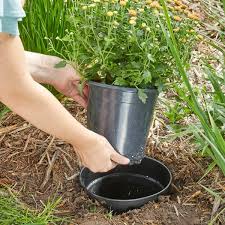 Seeds are sown or transplants are placed so that their leaves will barely touch at maturity. Pin On Gardening